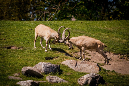 FIghting goatsの写真素材
