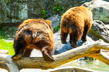 PLaying bearsの写真素材