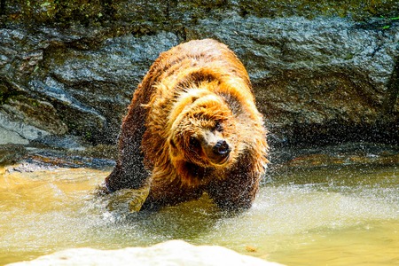 Wet bearの写真素材