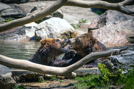 Fighting bearsの写真素材