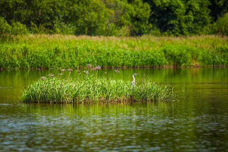 River birdの写真素材