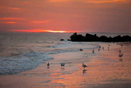 Birds at the seaの写真素材