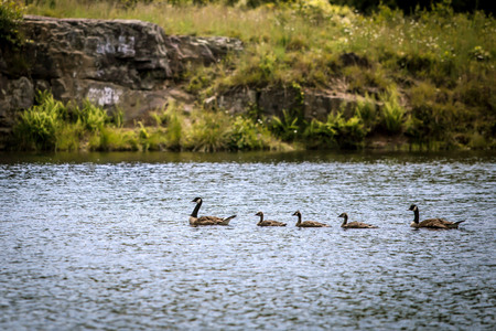 Family of ducksの写真素材