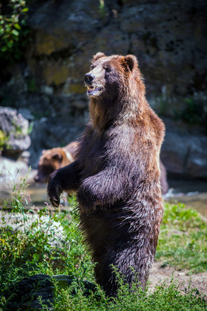 Standing bearの写真素材