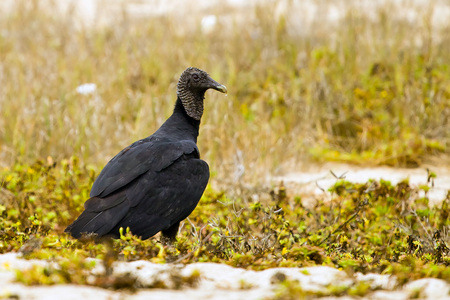 Black raptorの写真素材