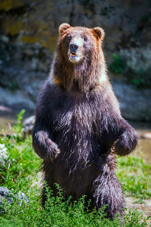 Standing bearの写真素材