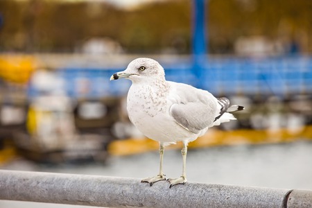 Seagulls at the seaの写真素材