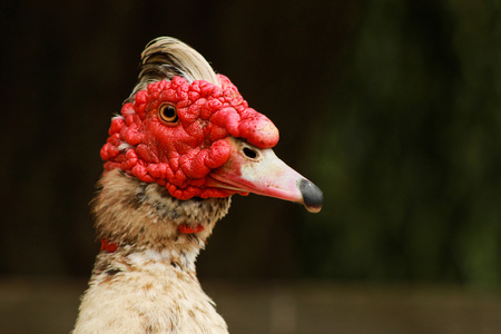 Duck portraitの写真素材