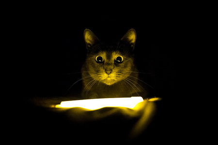 Russian blue cute catの写真素材