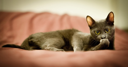 Russian blue cute catの写真素材
