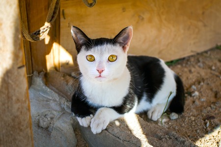 Cute kittyの写真素材