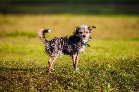 Small funny dogの写真素材