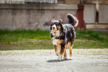 Fetch dog runningの写真素材