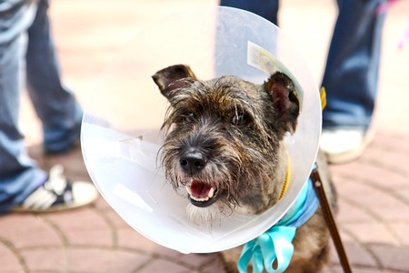 Dog with a coneの写真素材