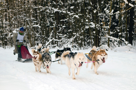 Husky sled racingの写真素材