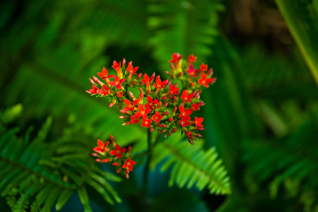 Tropical flowersの写真素材