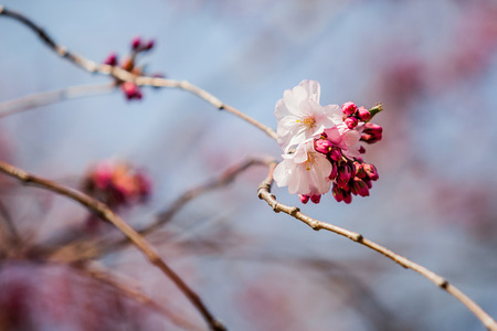 Sakura bloomの写真素材