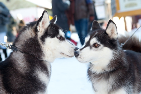 Husky couple kissingの写真素材