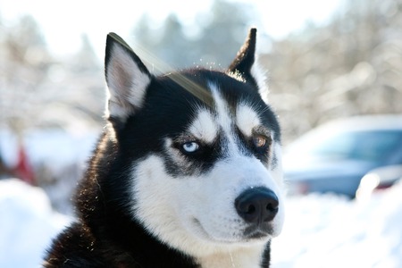 Husky racing portraitの写真素材