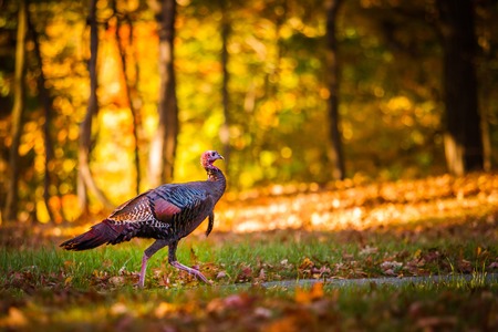 Fall turkeyの写真素材