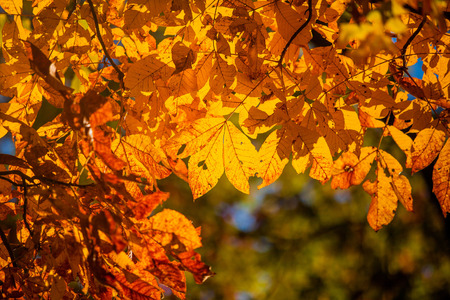 Fall seasonの写真素材