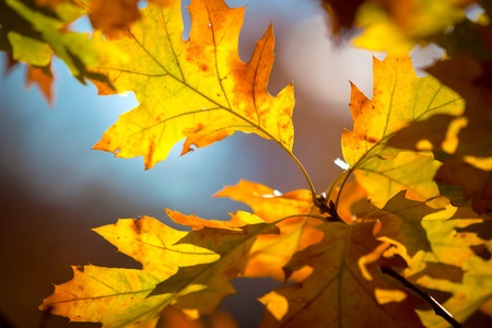 Fall seasonの写真素材