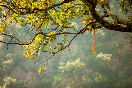 Tropical treeの写真素材