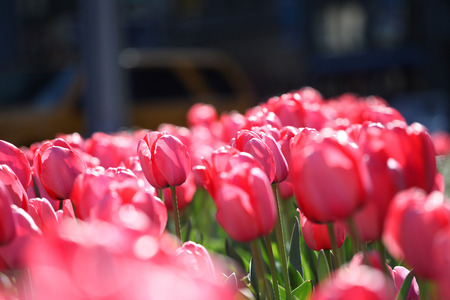 Spring tulipsの写真素材