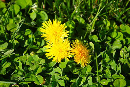 Dandelion flowerの写真素材