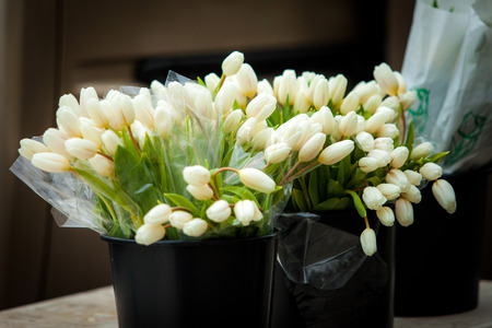 White tulipsの写真素材