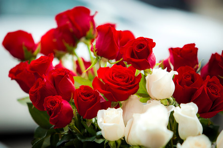 Rosesの写真素材