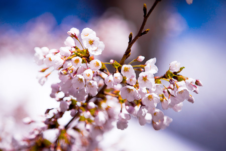 Sakura bloomの写真素材