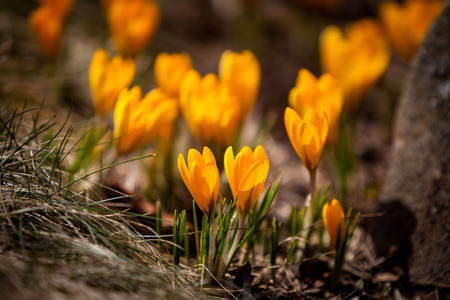 Spring flowers yellowの写真素材