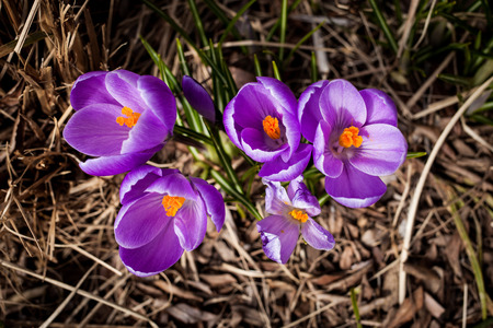 Violet snowdropsの写真素材