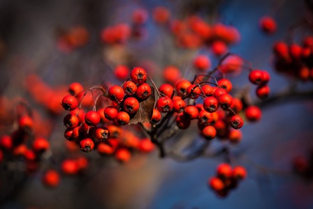 rowan berriesの写真素材
