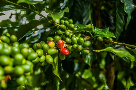 Coffee seedsの写真素材