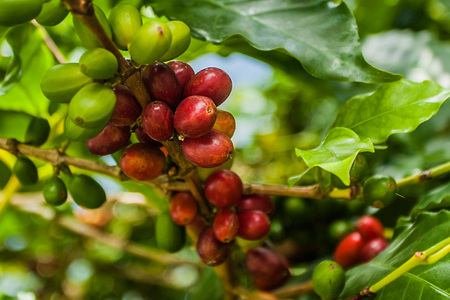 Coffee seedsの写真素材