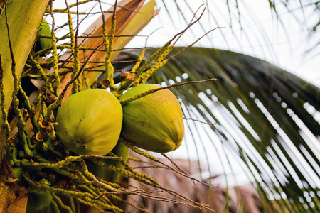 Coconuts on a treeの写真素材