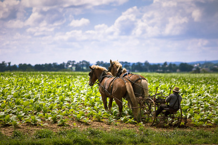 Country lifeの写真素材