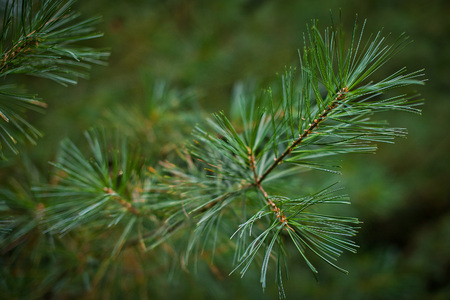 Pine bushの写真素材