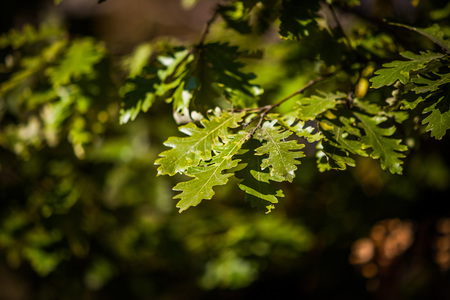 Oak leavesの写真素材