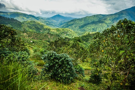 Blue mountains of Jamaicaの写真素材