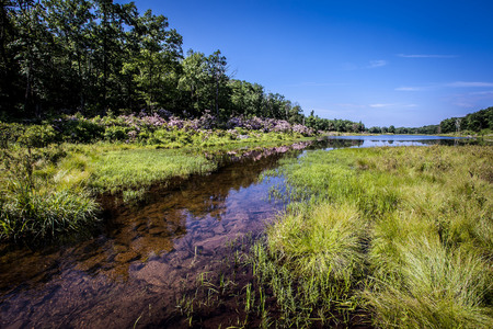 Forest lakeの写真素材