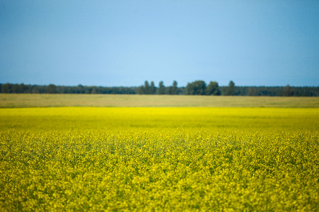 Yellow flowers meadowsの写真素材