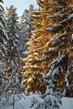Covered in Snowの写真素材
