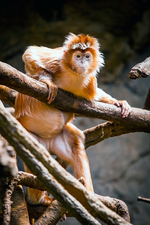 Cute monkeyの写真素材