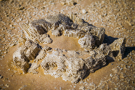Coral rocks in the desertの写真素材