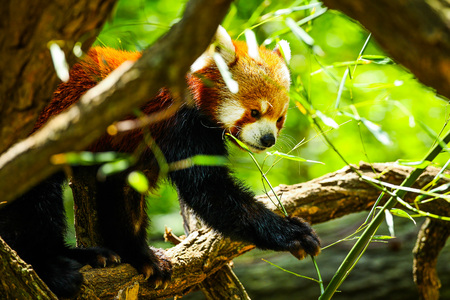 Red panda eatingの写真素材