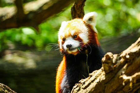 Red panda eatingの写真素材
