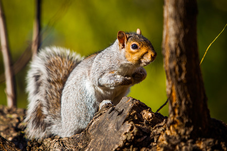 Squirrelの写真素材